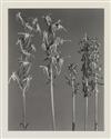 LINCOLN, EDWIN HALE (1828-1938) Suite of 20 photographs from Wildflowers of New England.